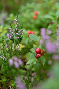 Close-up of red berries growing on plant