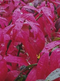 Full frame shot of red leaves