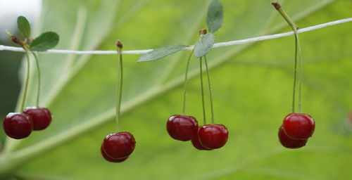 Close-up of cherries growing on plant