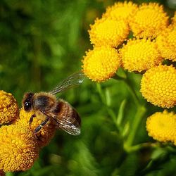Close-up of bee pollinating on flower