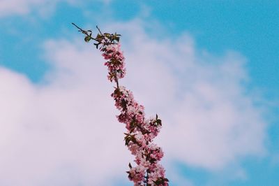 Close-up of branch with purple flower against sky