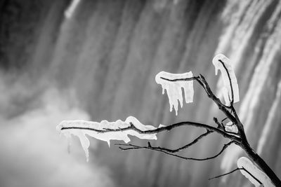 Frozen bare tree with waterfall in background
