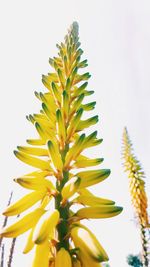 Close-up of yellow flower against clear sky