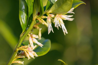 Close up of flowers on a sweet box shrub