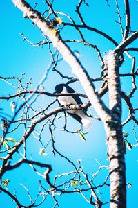 Low angle view of bare trees against blue sky