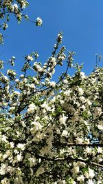 Low angle view of cherry blossom against clear blue sky