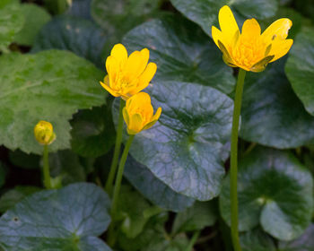 Close-up of yellow flower