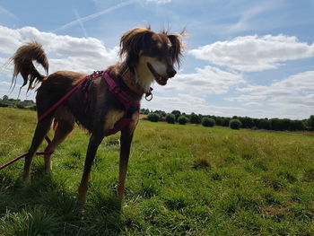 View of dog on field against sky