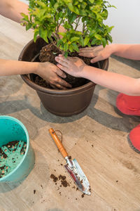 High angle view of hand holding potted plant on table