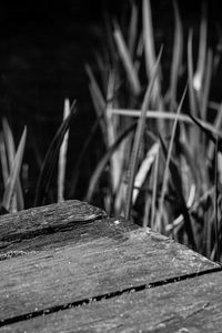 Close-up of grass
