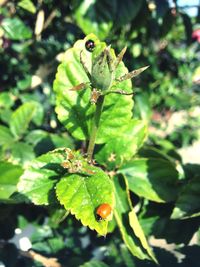 Close-up of insect on plant