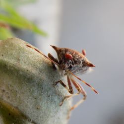 Close-up of spider