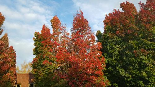 Low angle view of trees against sky