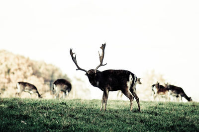 Deer standing on grassy field against clear sky