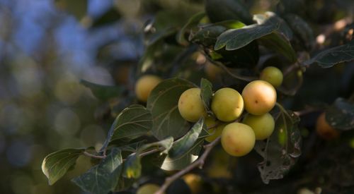 Close-up of fruits on tree