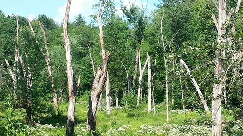 Trees in forest