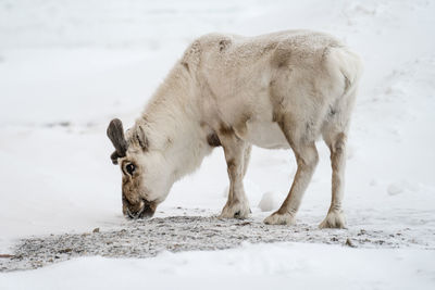 Close-up of horse on snow field