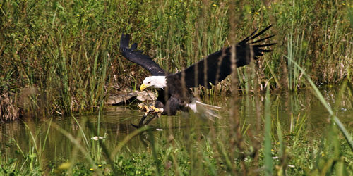 Bird flying over lake