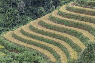 Scenic view of agricultural field