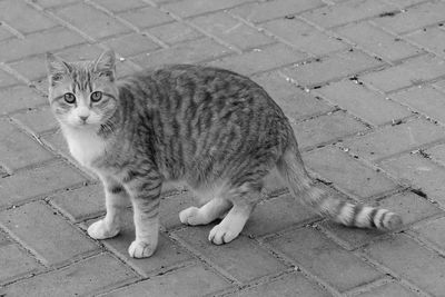 High angle view of tabby cat on footpath