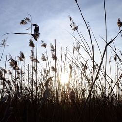 Plants growing at sunset