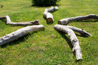 View of wooden log on field