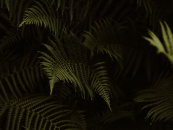 Dark and moody green ferns