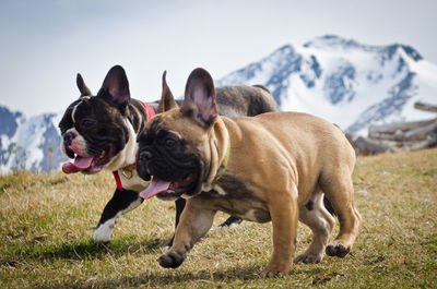 Dogs running on field against snowcapped mountains