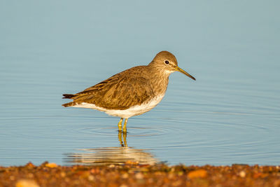 Close-up of bird perching in lake