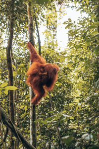 Low angle view of monkey on tree