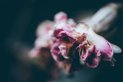 Close-up of pink rose