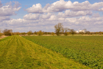 Scenic view of agricultural field against sky