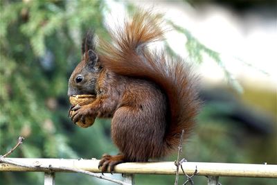 Close-up of squirrel