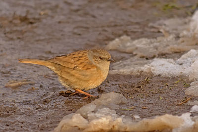 Close-up of bird perching on a field