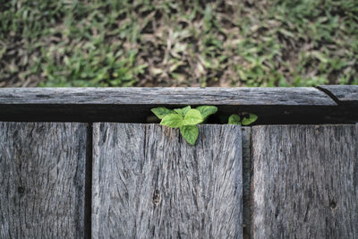 Close-up of plant on wood