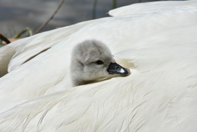 Close-up of white swan