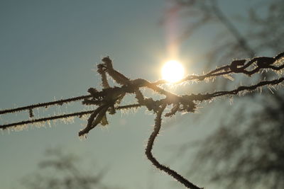Low angle view of tree against sky during sunset