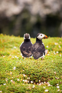 Puffin in