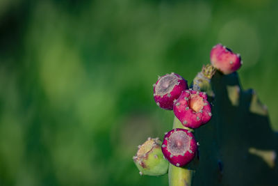 Close-up of pink rose on plant