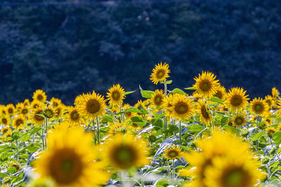 Close-up of yellow flowering plants on field