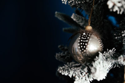 Close-up of insect over black background