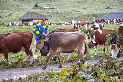 Cows on field