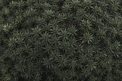 Full frame shot of plants