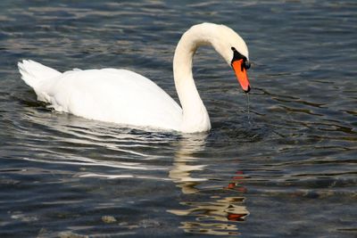Swan swimming in lake