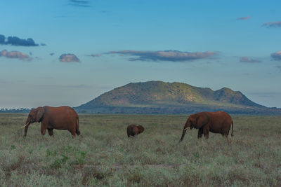 African elephants with a hill in the background