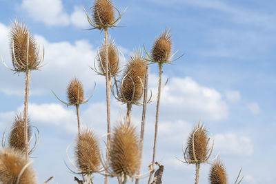 Low angle view of dried flowers against sky