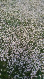 High angle view of cherry blossom tree