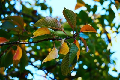 Low angle view of leaves on branch