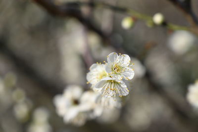 Close-up of white cherry blossom on tree