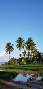 Palm trees on field against clear sky